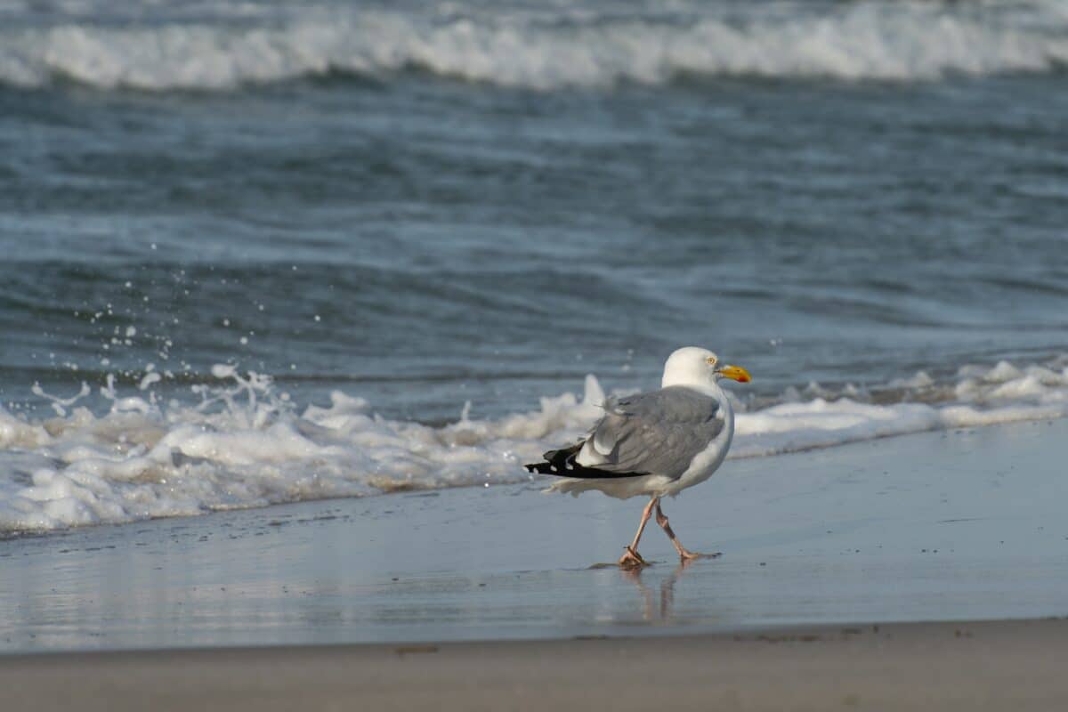 Talking to gulls still prompted their departure, but the birds chose to walk away instead of flying away.