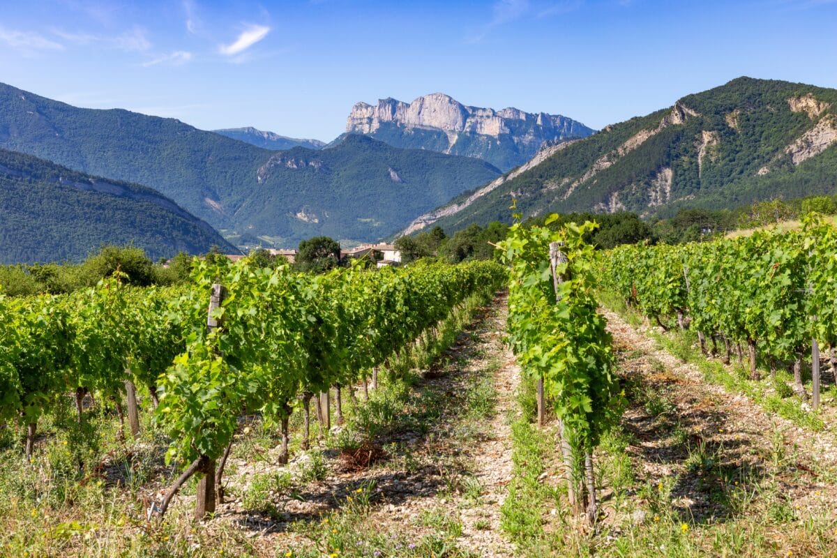 SAI may help protect France's wine vineyards, but it can't control annual changes in precipitation, humidity.