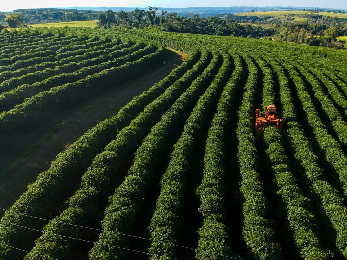 coffee field