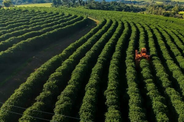 Even aggressive climate intervention strategies like SAI may fail to save our planet's coffee fields.