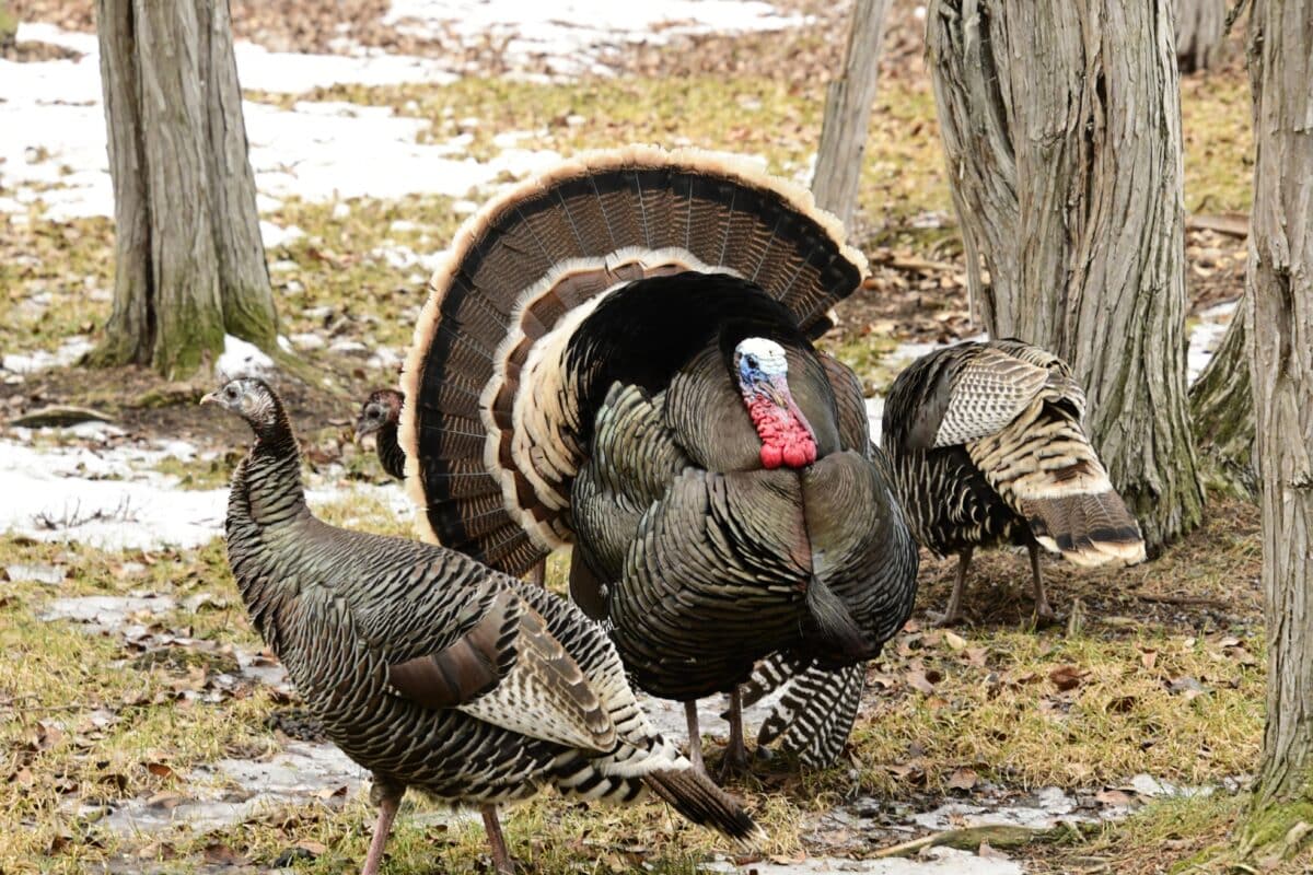 Wild turkeys are known for their impressive displays of courtship. The males, or toms, proudly strut around with their feathers fully displayed in order to attract the attention of the female hens.