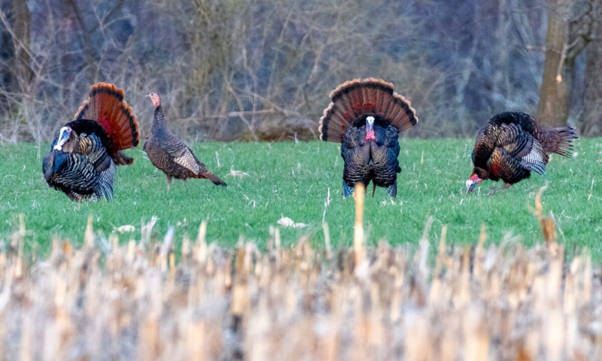 wild turkeys