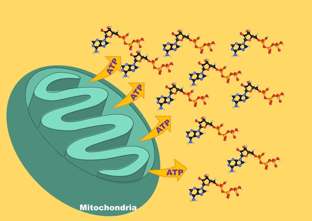 ATP is typically used as a cellular danger signal.