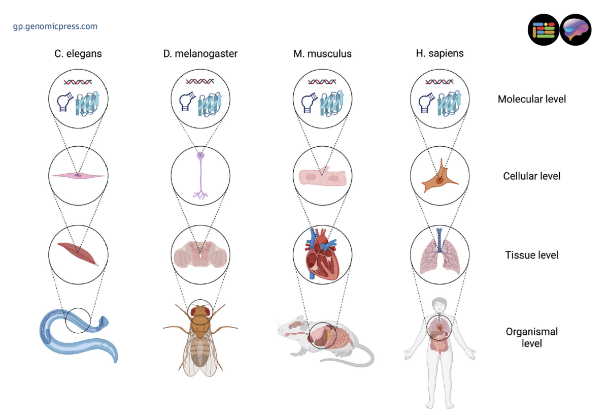 Multidimensional nature of aging: phenotypic changes across levels of biological complexity