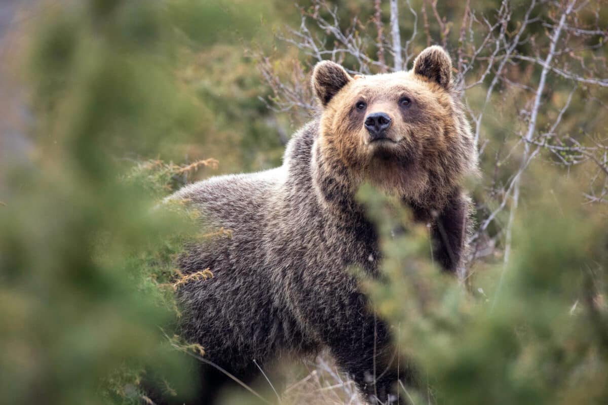 Close-up photo of an Apennine brown bear.