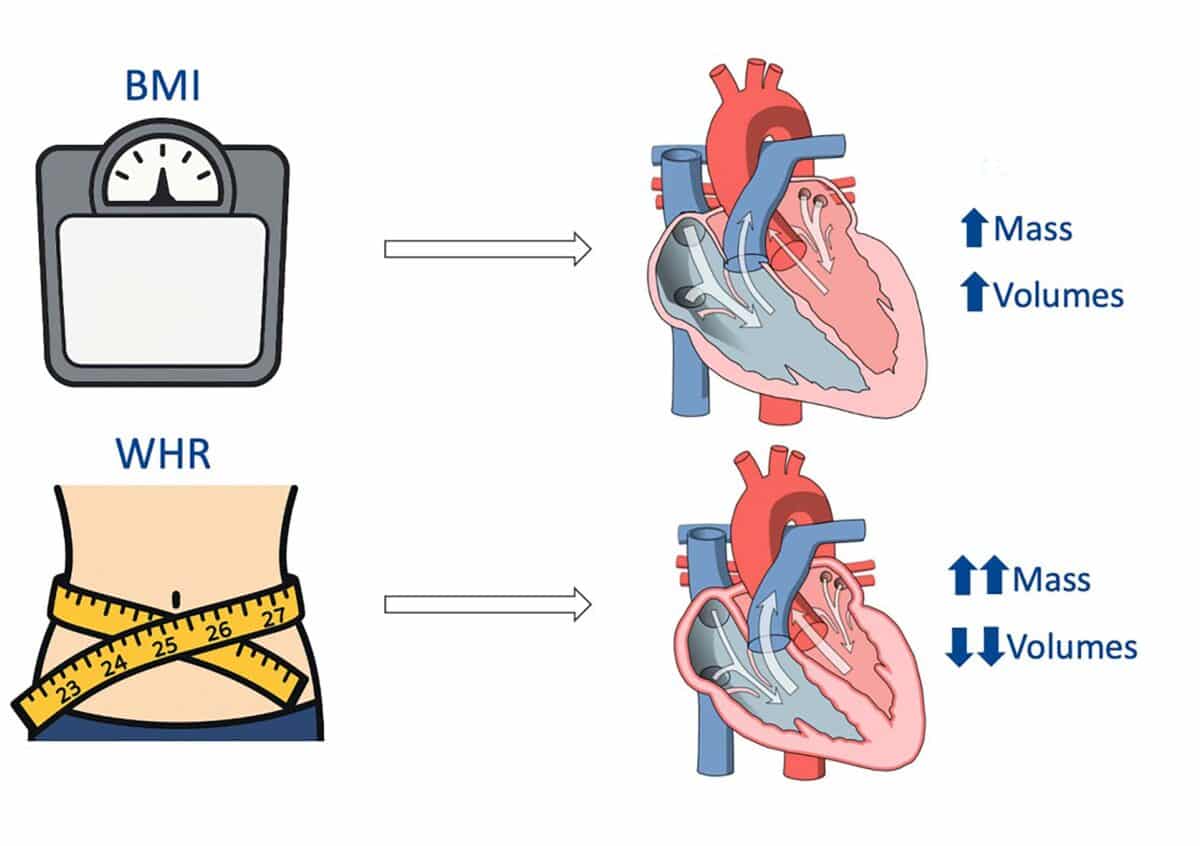 An increase in waist-to-hip ratio (WHR) is associated with a higher left ventricular (LV) mass and lower ventricular volumes.