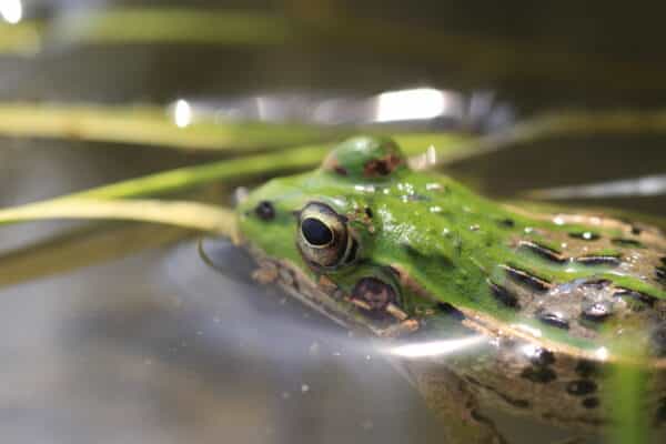 The Black-Spotted Pond Frog.