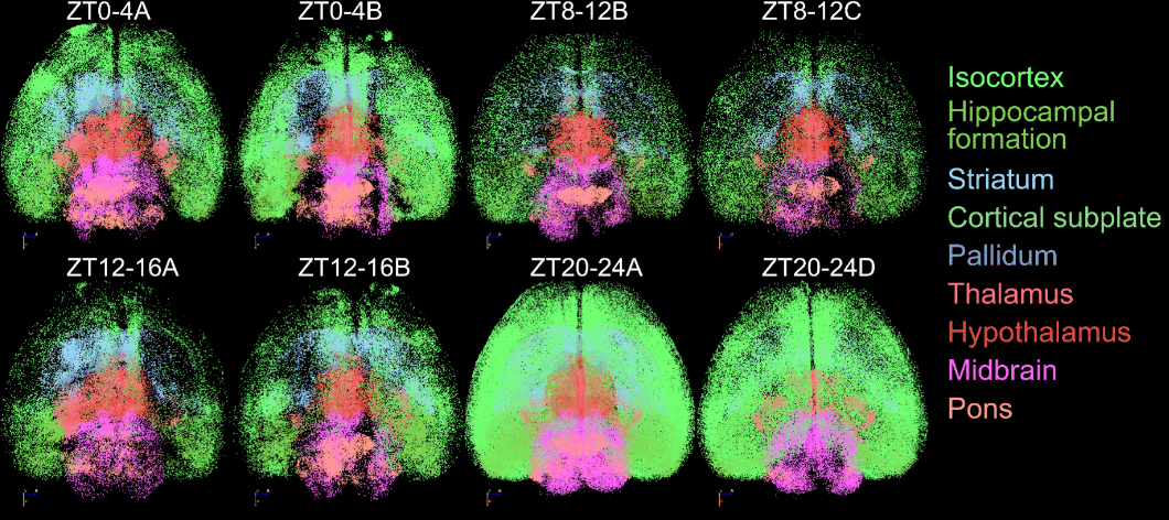 An international research team has mapped how brain activity changes over time using mouse models.
