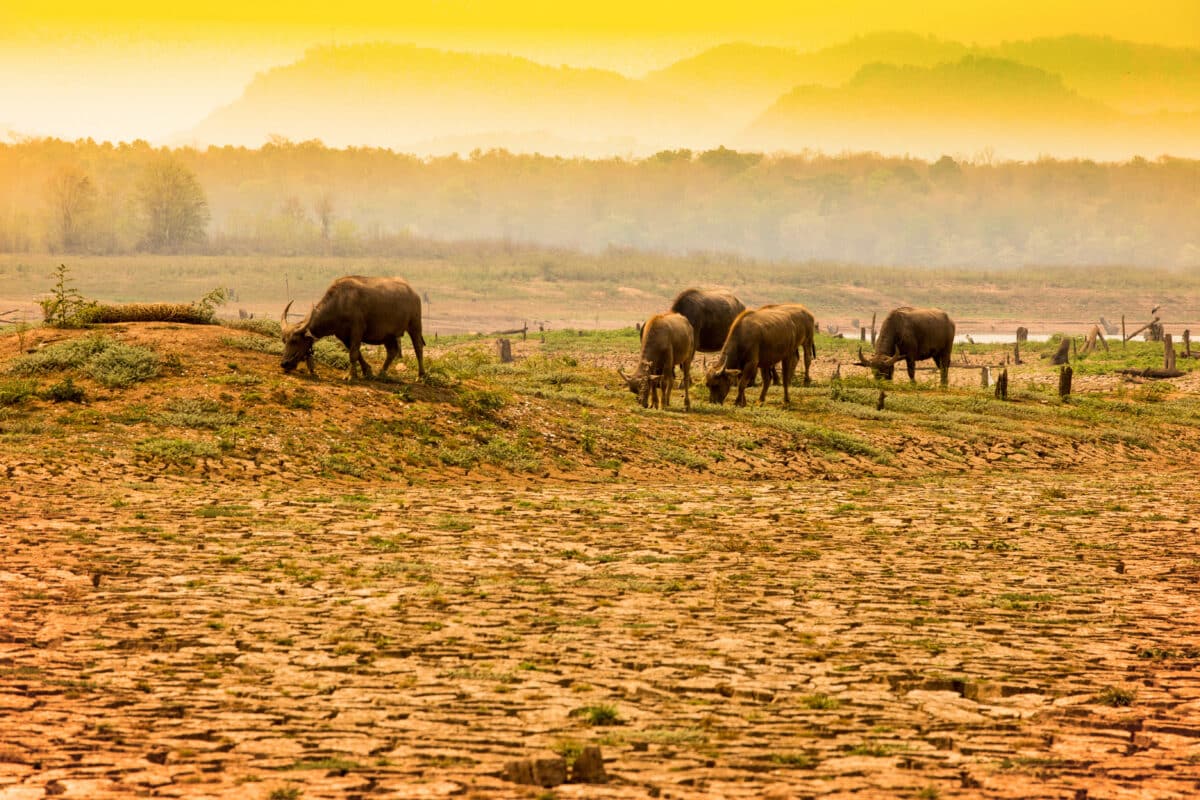 Cows bear drought from El Ninoi