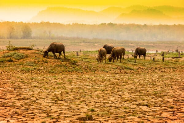 Herd of cows walking on river amid global warming and El Nino effect