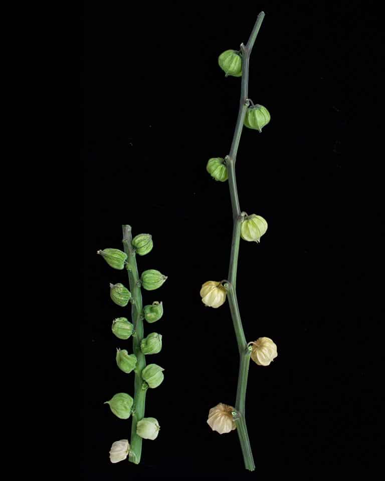 Mutating the ERECTA gene with CRISPR caused goldenberry plants to grow 35% shorter (as shown on the left). Although each goldenberry was smaller, overall fruit productivity did not decrease as a result.