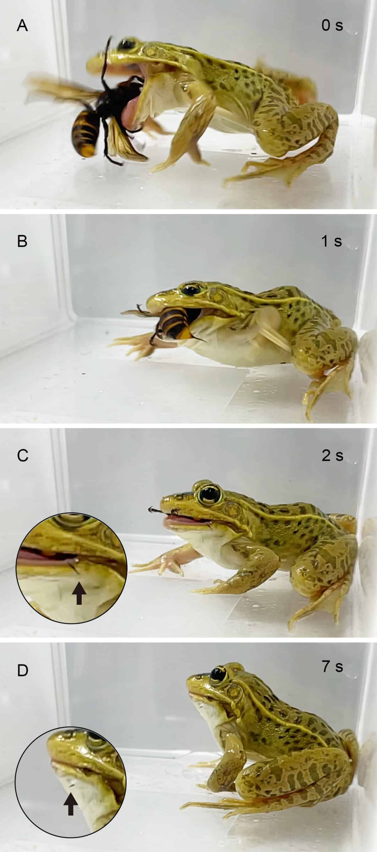 The black-spotted pond frog shows remarkable tolerance to venomous stings from an Asian giant hornet.