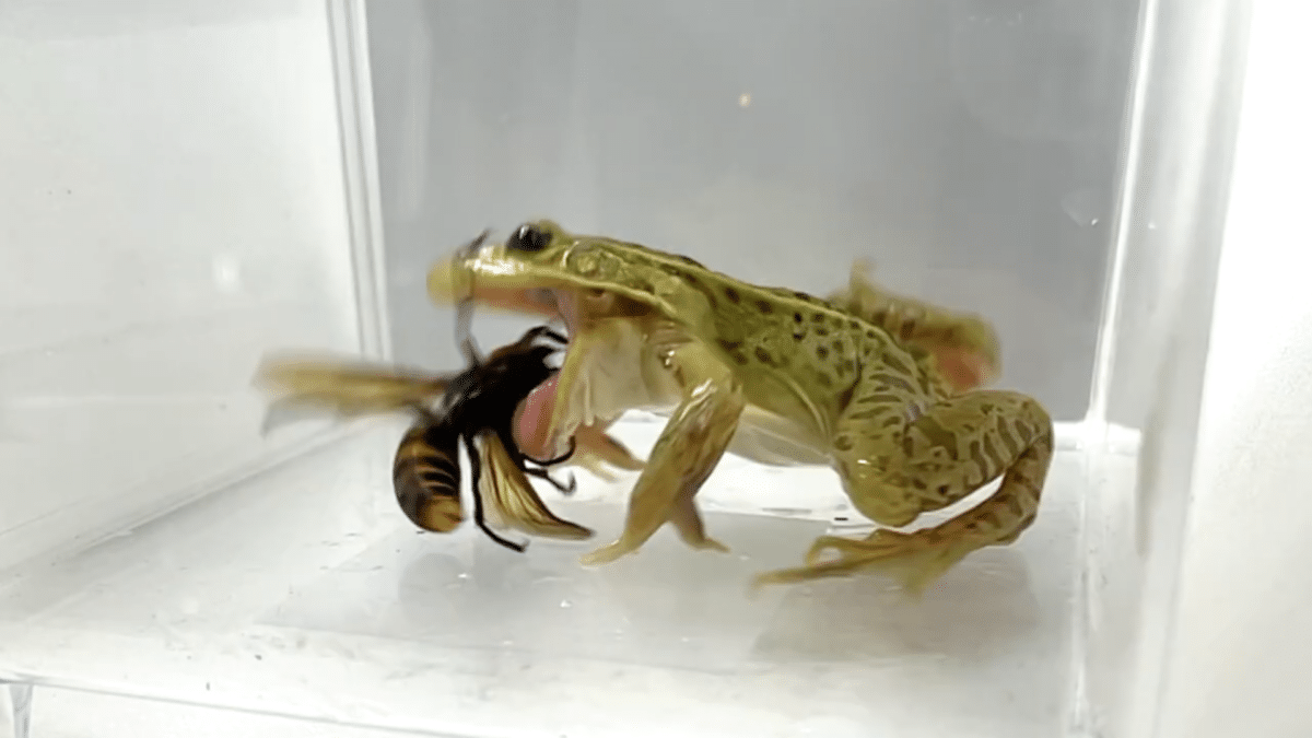Kobe University ecologist Shinji Sugiura discovered that the black-spotted pond frog seems to be unharmed and undaunted by venomous stings from hornets such as the Asian giant hornet, the largest in the world.