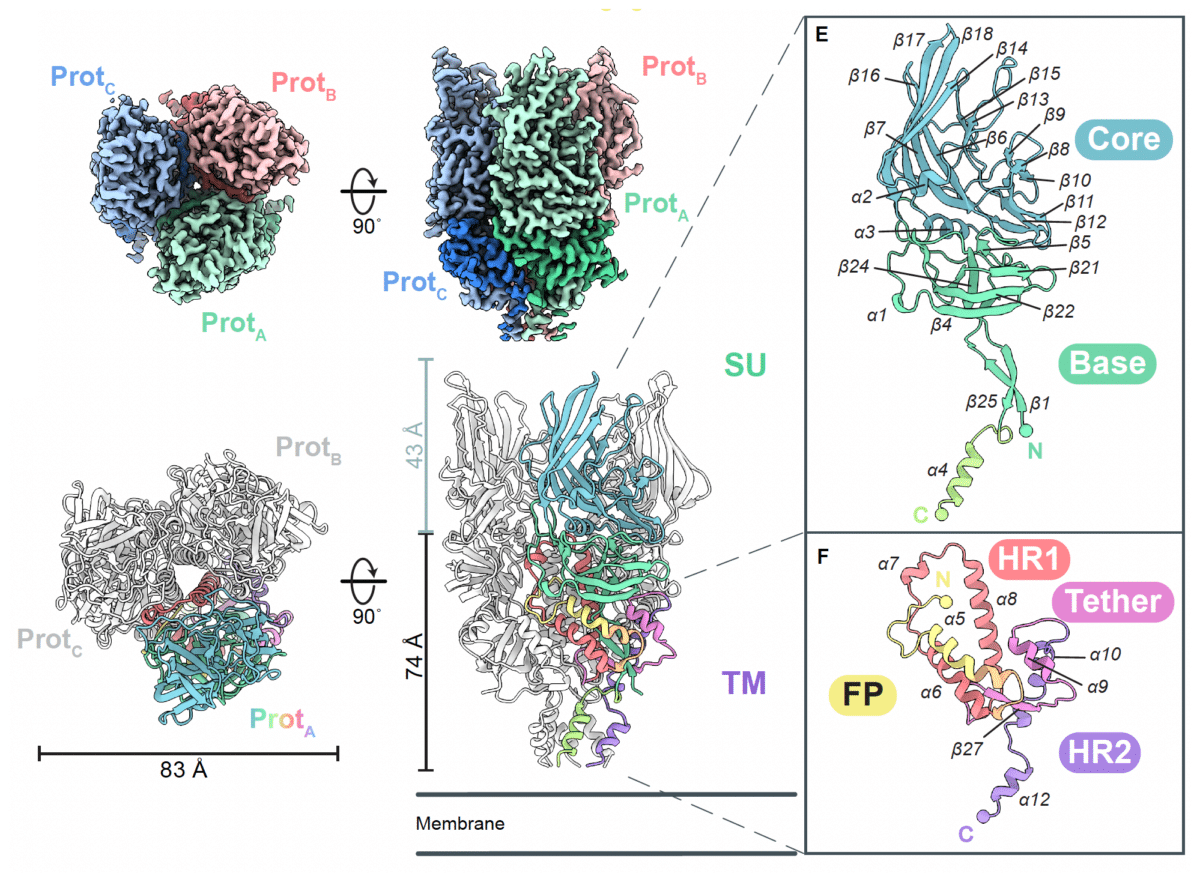HERV-K Env structure