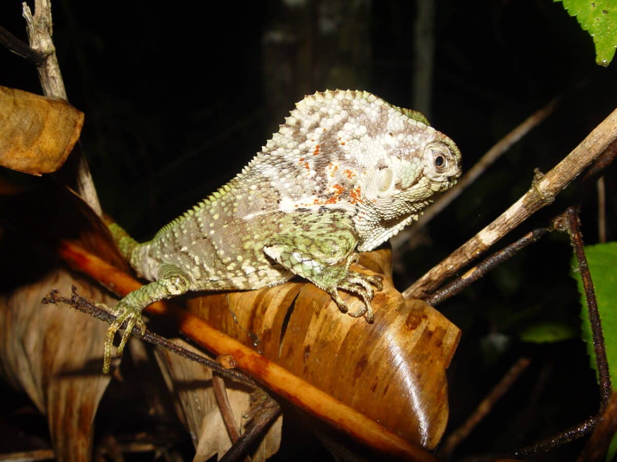 Helmeted lizard in Costa Rica