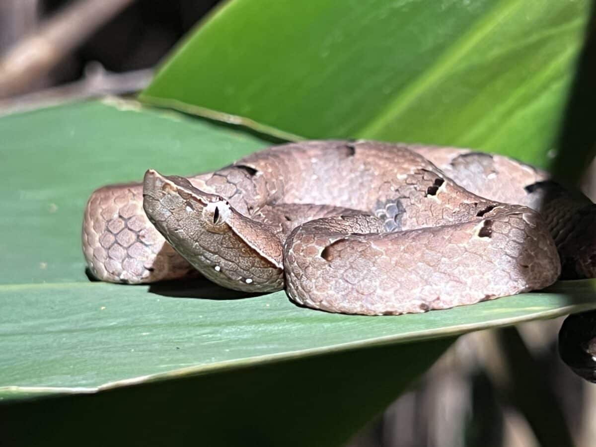 Indian hump-nosed viper