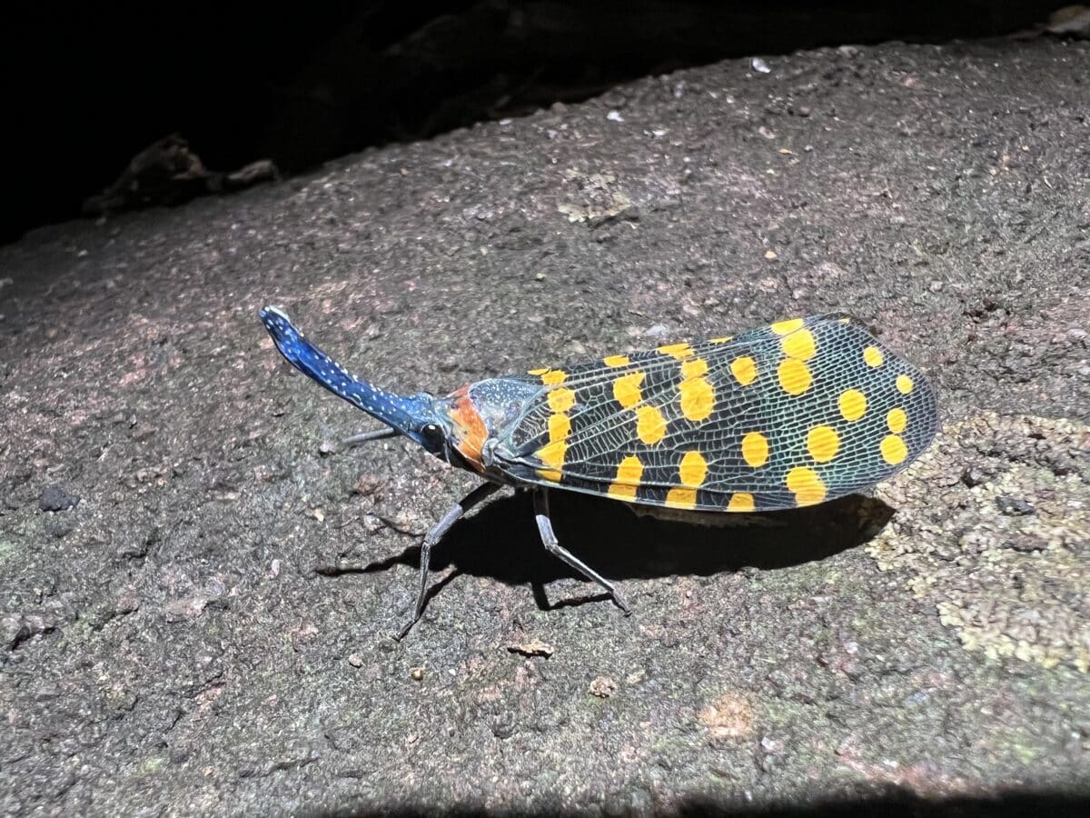 Indian_lanternfly