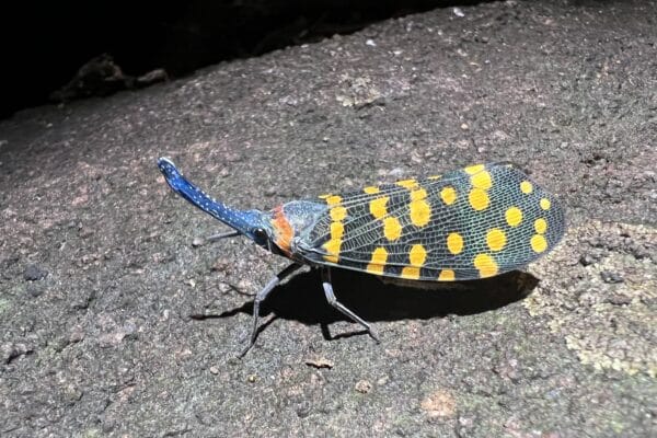 A lanternfly from India.