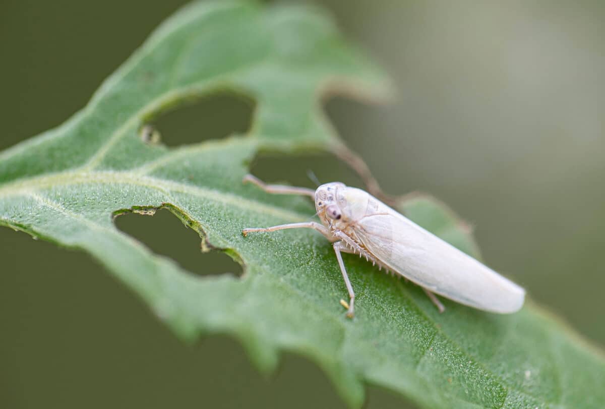Leafhopper