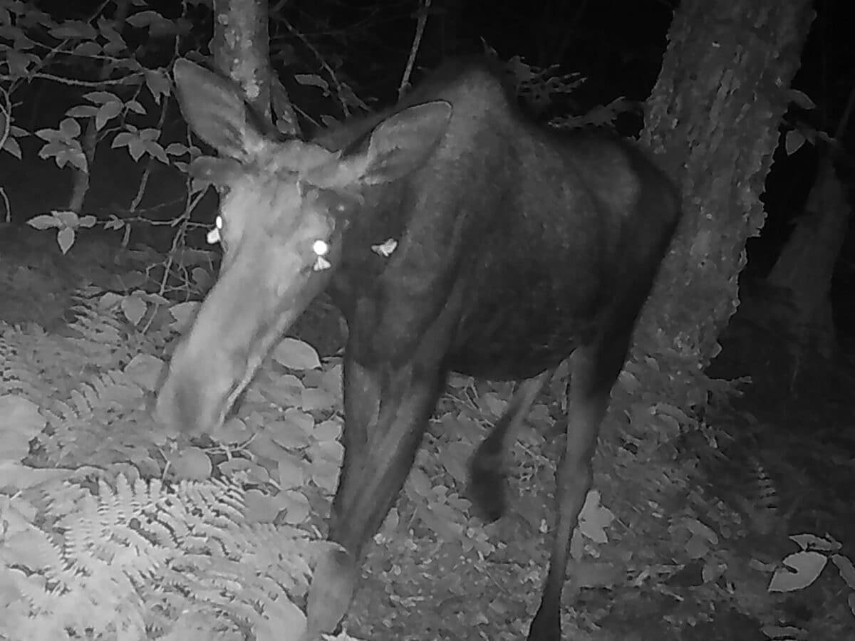 Moths drink moose tears