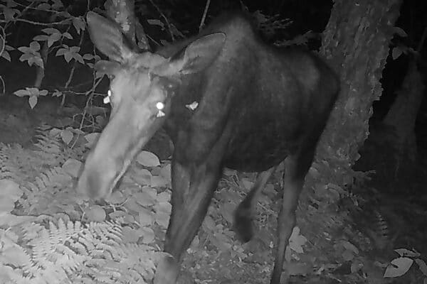 A new report in Ecosphere documents, for the first time, moths feeding on the tears of a moose.