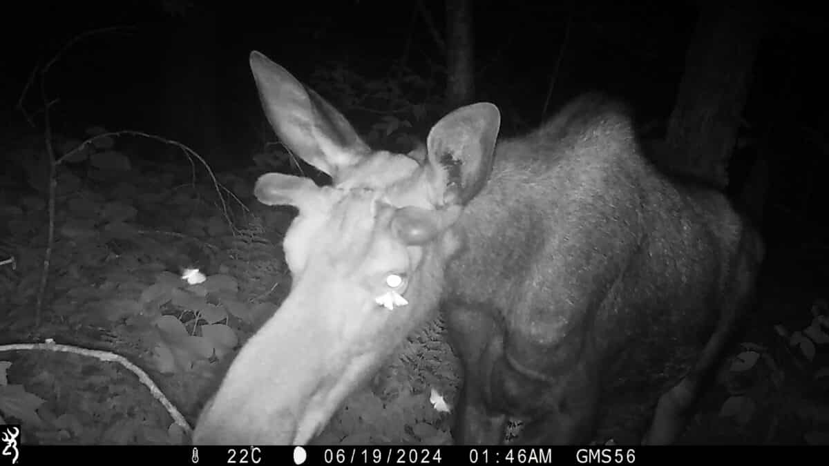 Moths drink moose tears caught on camera