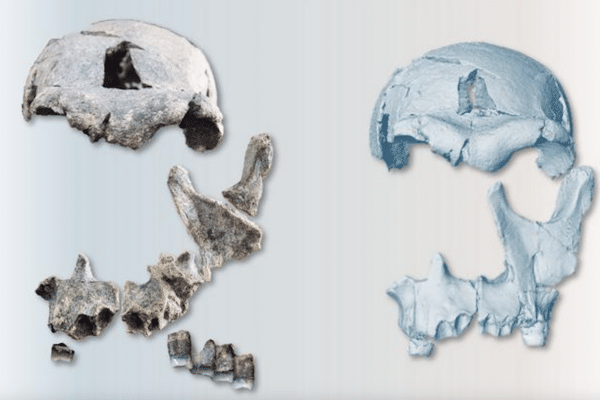 Fossil fragments of a face as well as teeth were reassembled to produce the most complete cranium of a human ancestor from this time in the Horn of Africa