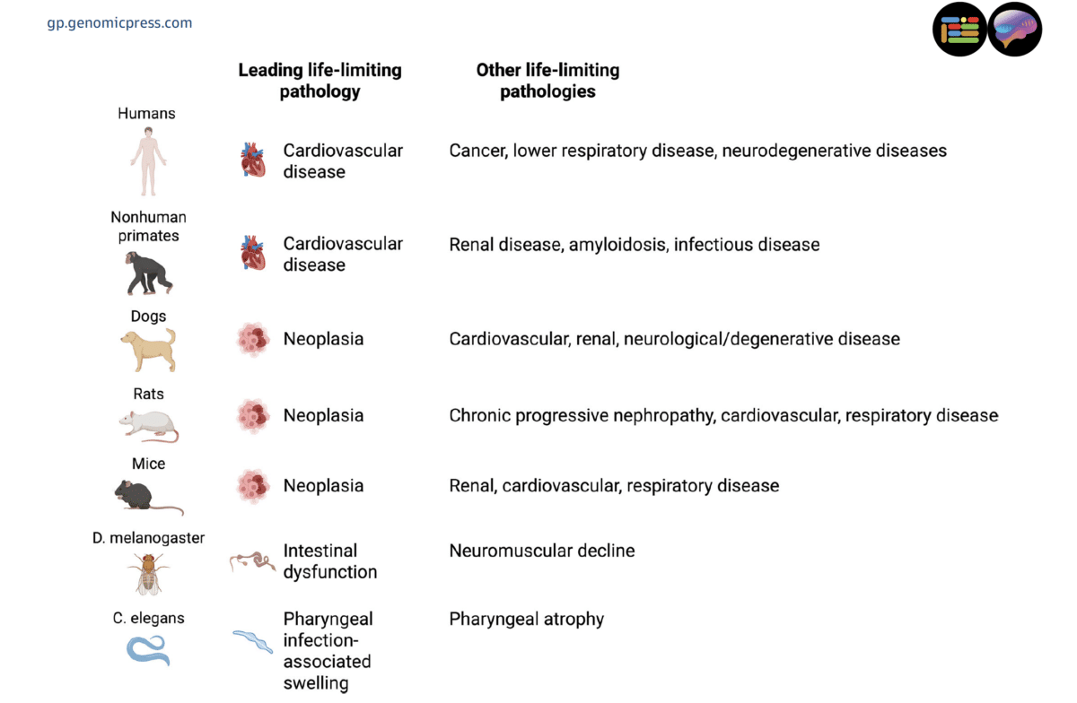 Main causes of death in selected animals