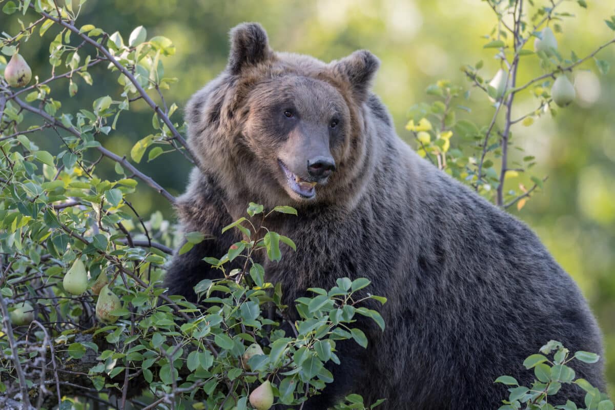 brown italy bear