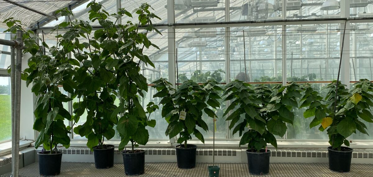 "Erecta" goldenberry lines (right) show compact growth habit compared to the non-edited lines (left)