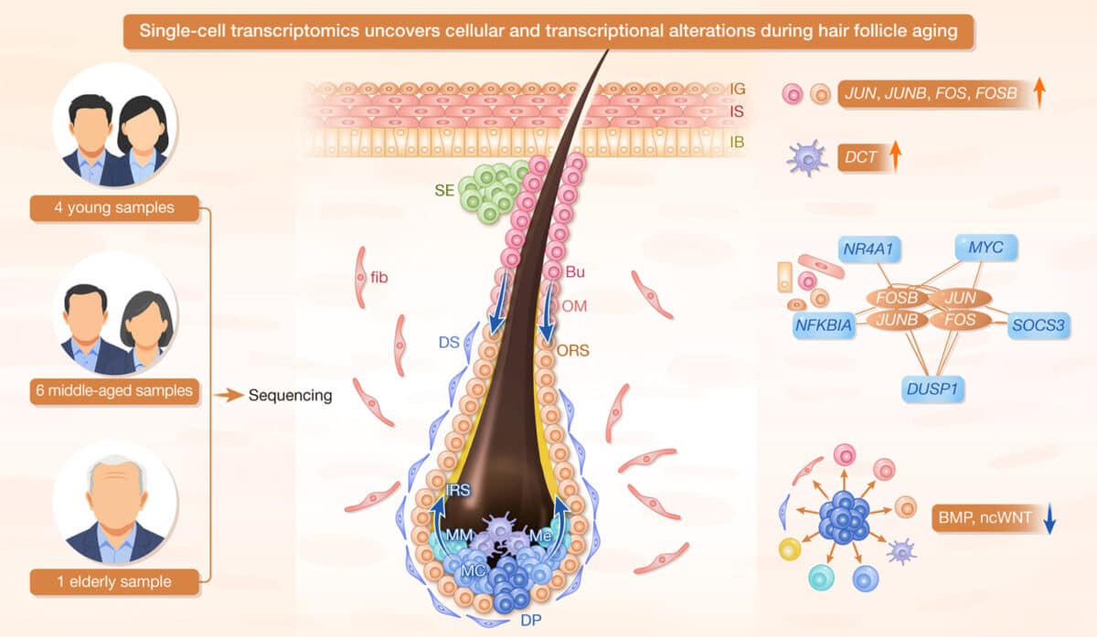 Leveraging single-cell sequencing, this study presents the first cell-resolved molecular map of human scalp aging, revealing that the core mechanism of early senescence involves a significant weakening of BMP/ncWNT signaling, coupled with the activation of the AP-1 complex in keratinocytes and upregulation of DCT in melanocytes.