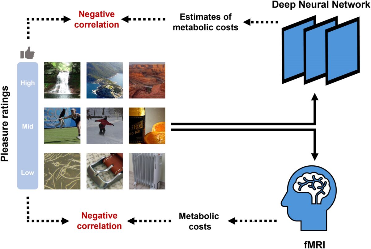 Conceptual roadmap of the present study. To examine the relationship between the metabolic costs of visual processing and aesthetic pleasure, researchers used both computational and physiological measures to quantify metabolic costs during visual processing.