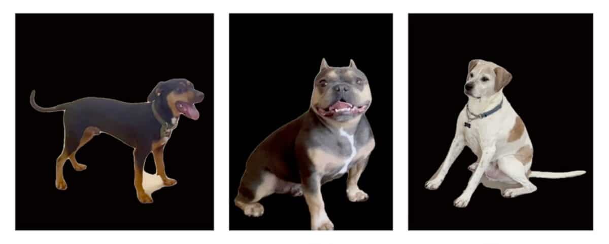 The three dogs used in the study videos, from left to right: Canyon, Henry and Oliver.