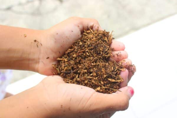 tobacco, nicotine, heart health