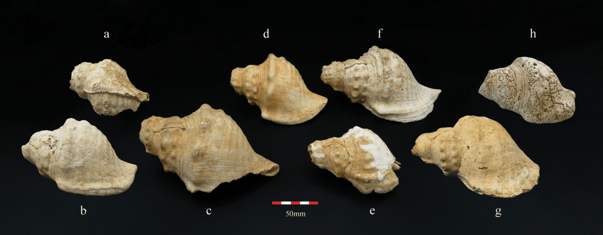6000 year old shell trumpets