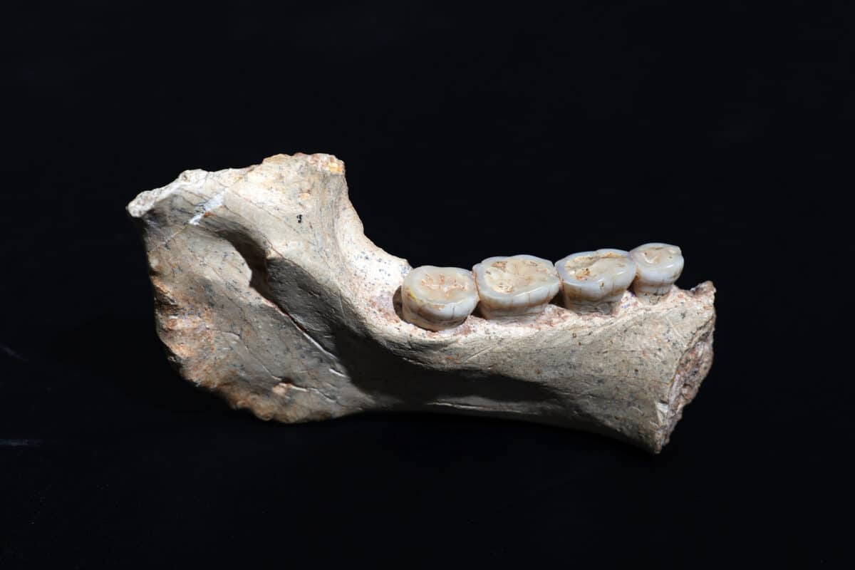 773,000-year-old mandible morocco
