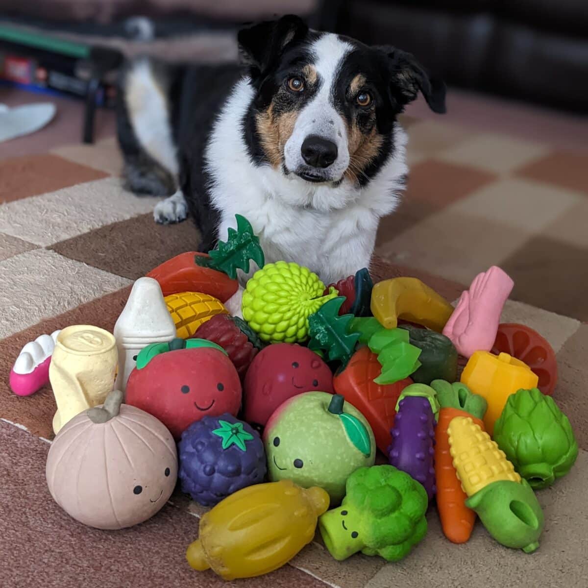 Bryn, an 11-year-old male Border Collie from the UK, that knows the names of about 100 toys.