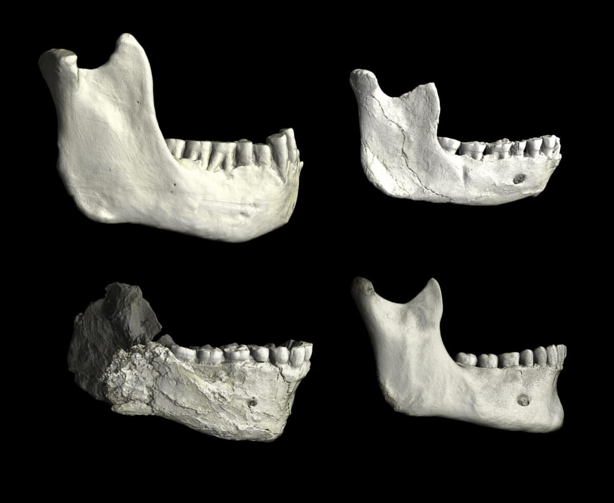 North African Mandibles