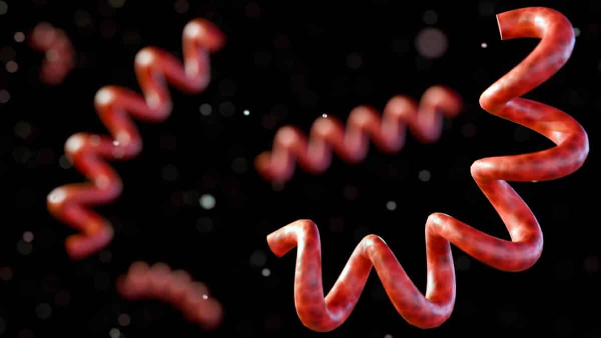 3D rendering of Treponema pallidum, the bacteria that cause syphilis.