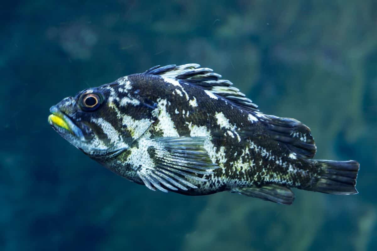 black rockfish