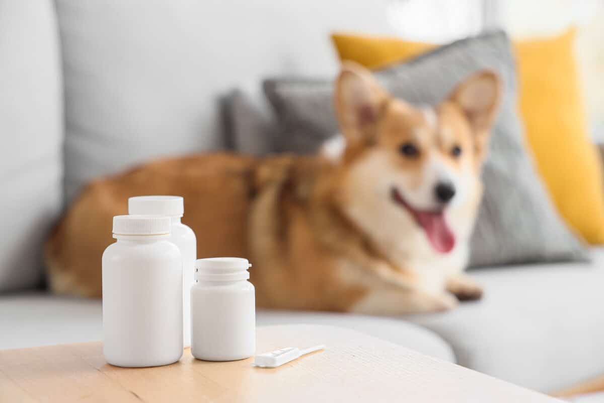Anti-parasitic,Medications,For,Dog,On,Table