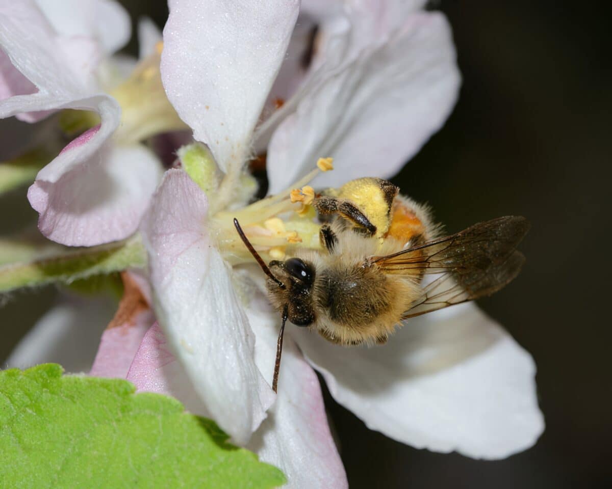 foraging bee