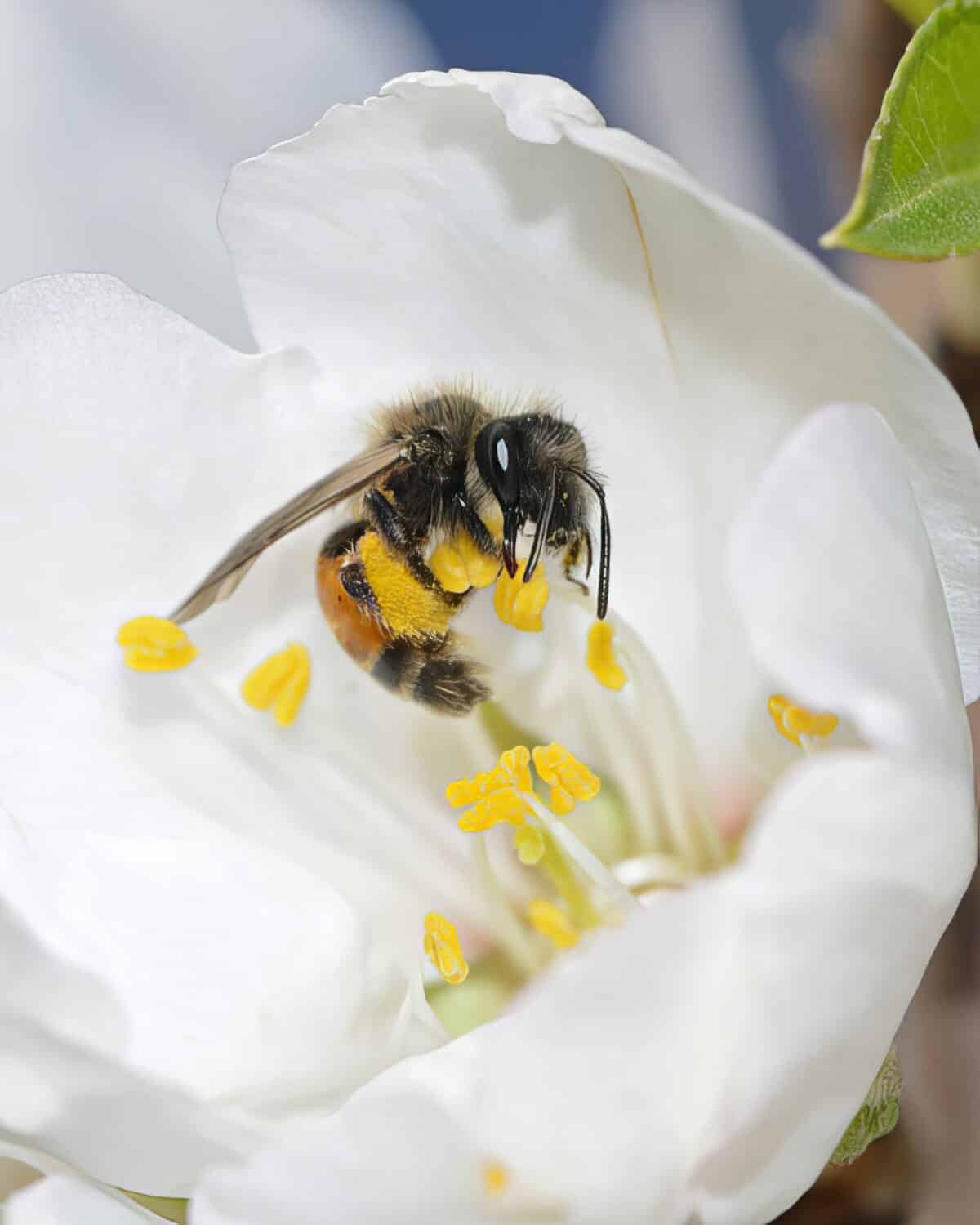 foraging bee