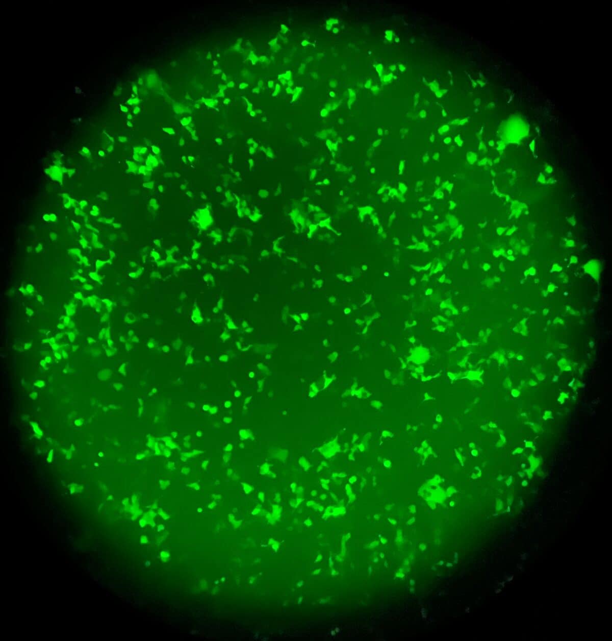 Green Fluorescent Protein