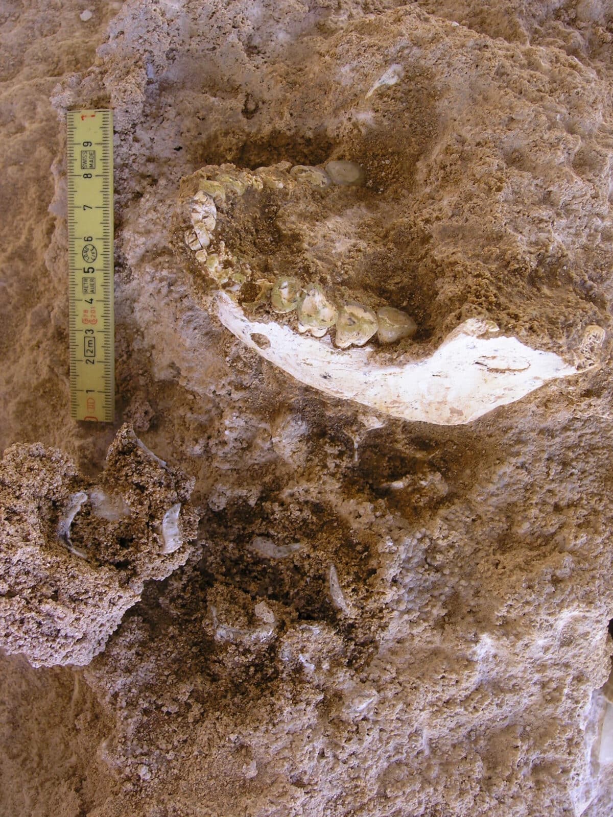 Mandible discovered Morocco