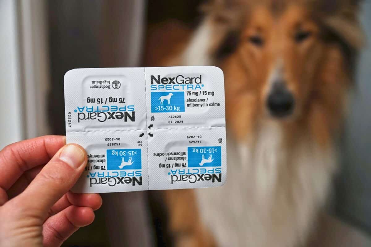 nexgard flea med