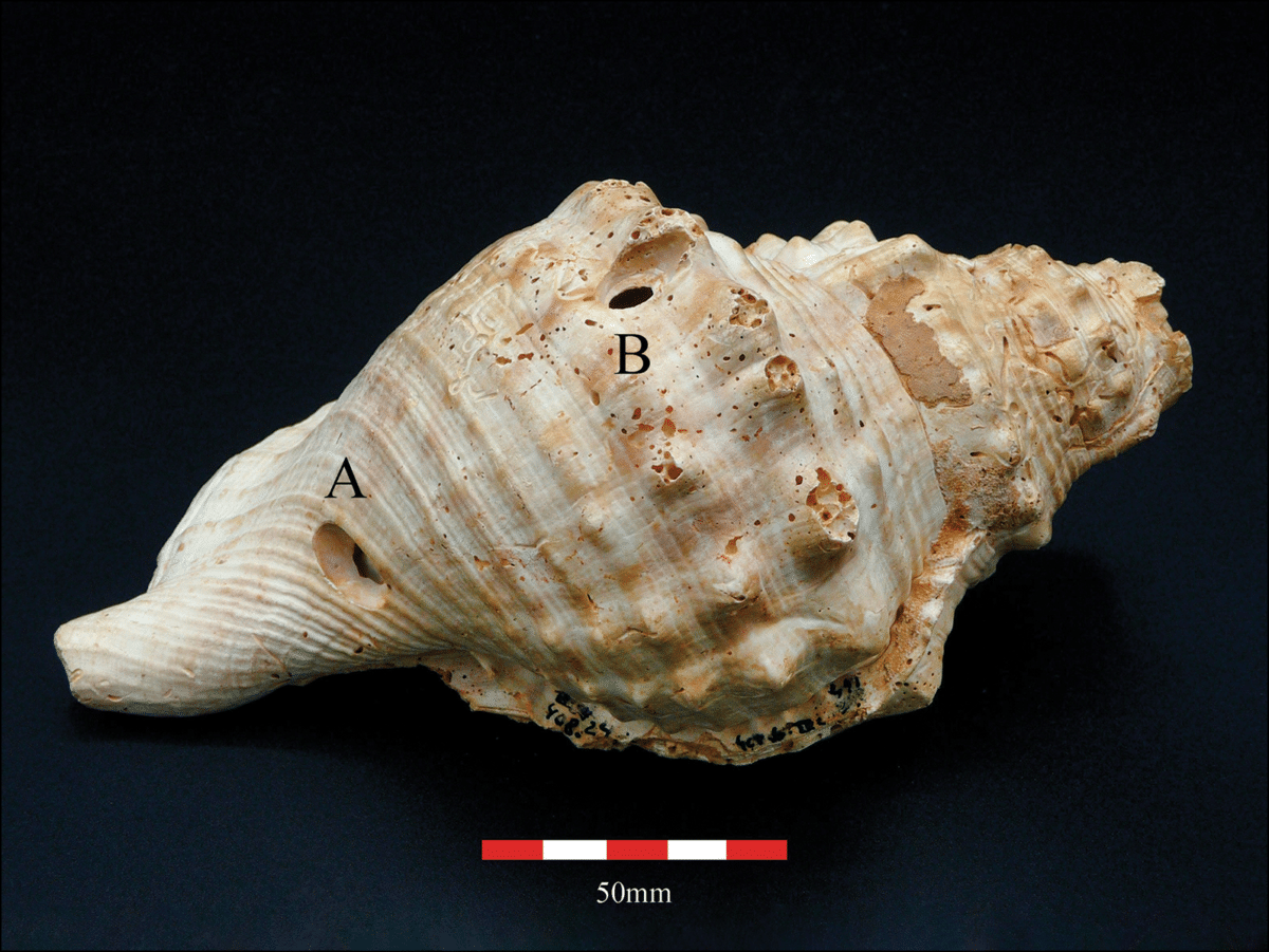 shellhorn