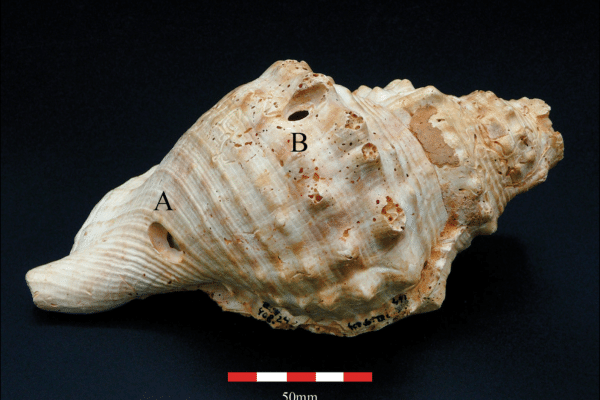 6,000 year old shell trumpet