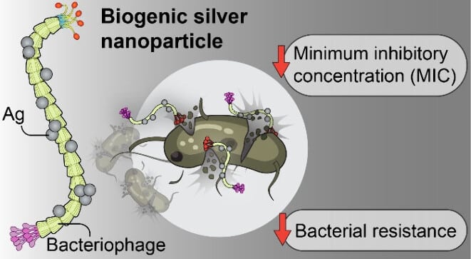 silver bacteria