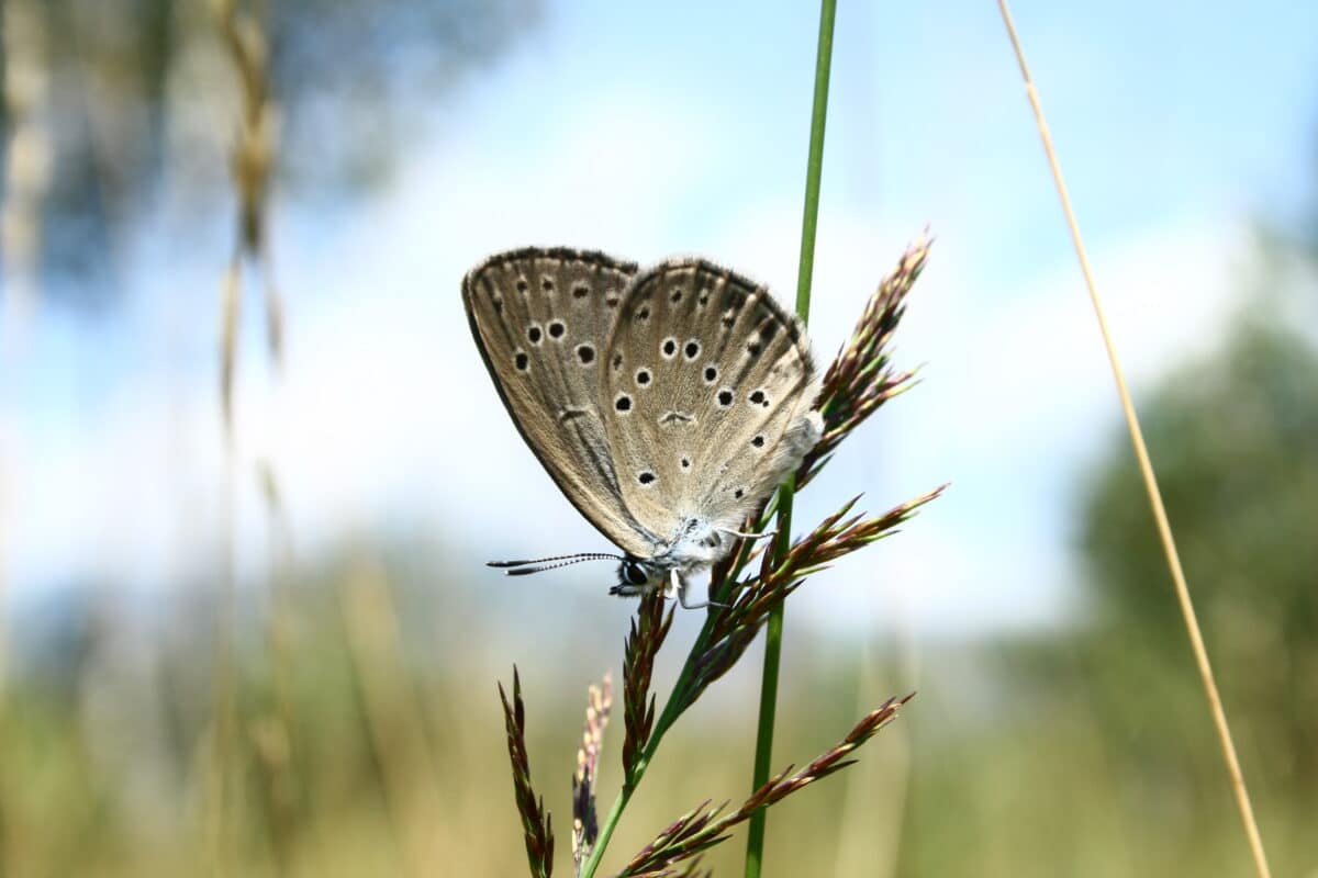 butterfly